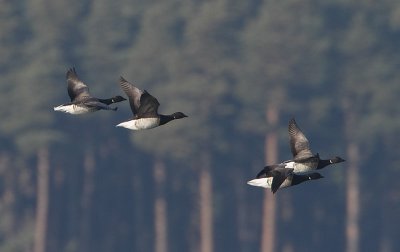 Pale-bellied Brent Geese (Branta bernicla hrota) in flight