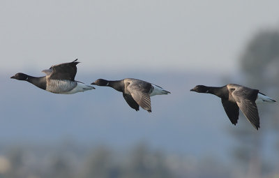 Pale-bellied Brent Geese (Branta bernicla hrota) in flight