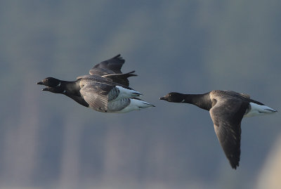 Pale-bellied Brent Geese (Branta bernicla hrota) in flight