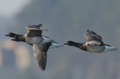 Pale-bellied Brent Geese (Branta bernicla hrota) in flight