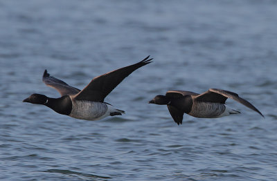 Pale-bellied Brent Geese (Branta bernicla hrota) in flight