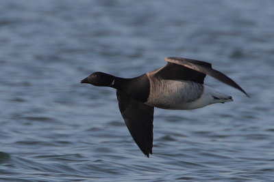 Pale-bellied Brent Goose (Branta bernicla hrota) in flight