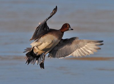 Eurasian Wigeon drake in flight