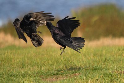 Rooks fighting