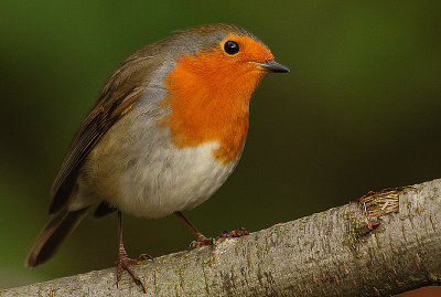 Robin