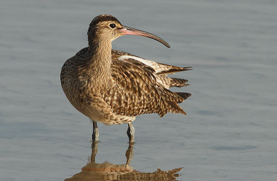 Whimbrel (Numenius phaeopus)