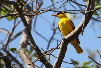 African Golden Oriole male