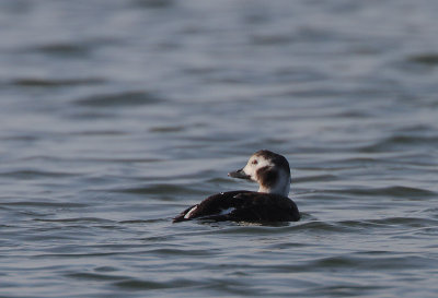 Long-tailed Duck female