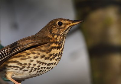 Song Thrush (Turdus philomelos)