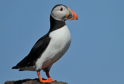 Atlantic Puffin (Fratercula arctica)