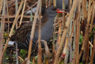 Water Rail(Rallus aquaticus)