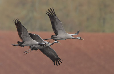 Eurasian Cranes (Grus grus)