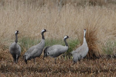 Eurasian Cranes (Grus grus)
