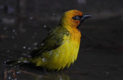 Black-necked Weaver (Ploceus nigricollis) Adult male