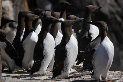 Common Guillemots (Uria aalge) 