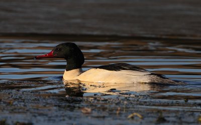 Goosander Drake 