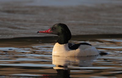 Goosander Drake 