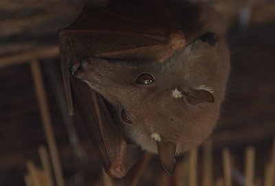 Gambian Epauletted Fruit Bat (Epomophorus gambianus)