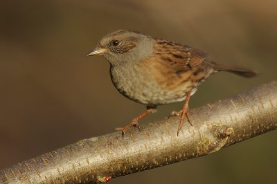 Dunnock