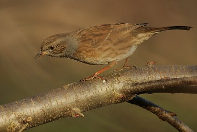 Dunnock