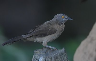 Brown Babbler (Turdoides plebejus)
