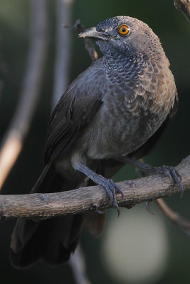 Brown Babbler (Turdoides plebejus)