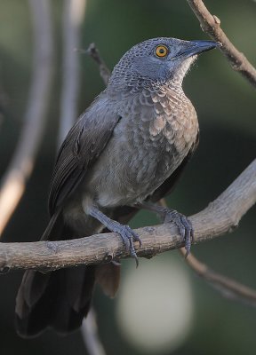 Brown Babbler (Turdoides plebejus)