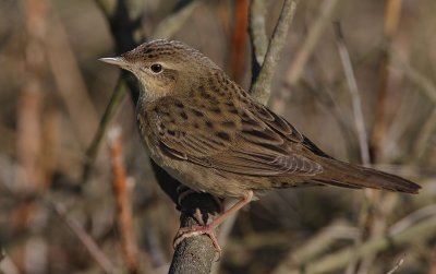 Grasshopper Warbler 15.jpg