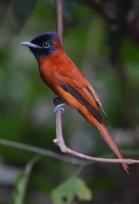 Red-bellied Paradise Flycatcher (Terpsiphone rufiventer)