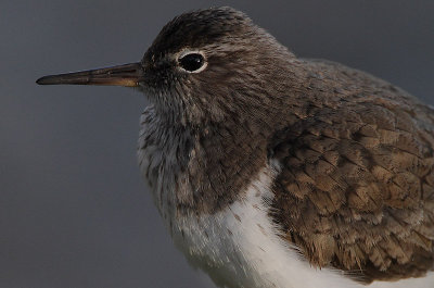 Common Sandpiper (Actitis hypoleucos)