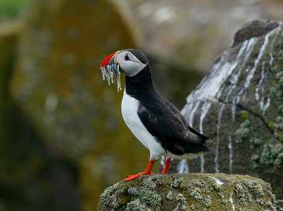 Puffin with Sand-eels