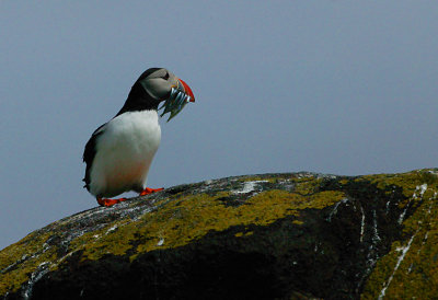 Puffin with Sand-eels