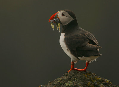Puffin with Sand-eels
