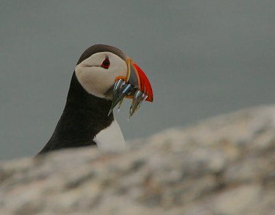 Puffin headshot