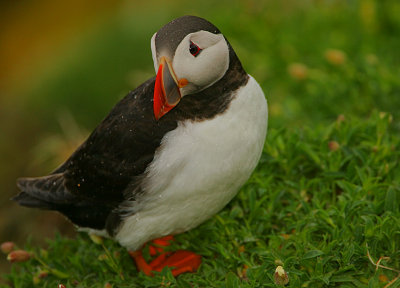 Puffin in the rain