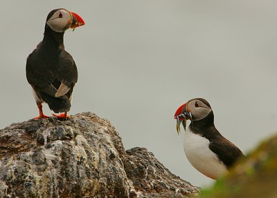 Puffin pair