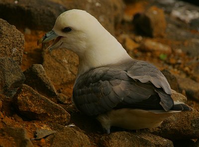 Fulmar