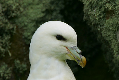 Fulmar headshot