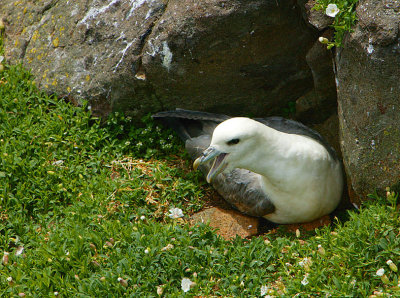 Nesting Fulmar