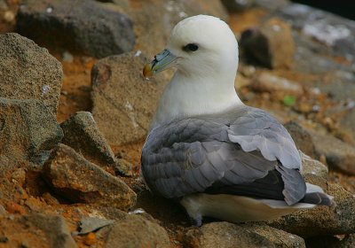 Fulmar resting