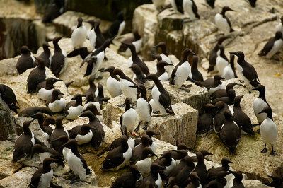 Guillemot colony