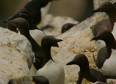 Guillemot group