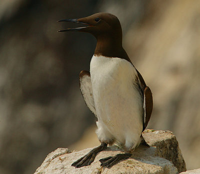 Guillemot solo