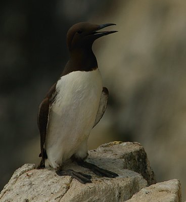 Guillemot solo