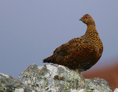 Red grouse female