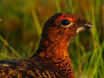 Red Grouse headshot