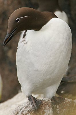 Spectacled Guillemot