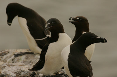 Razorbill gang