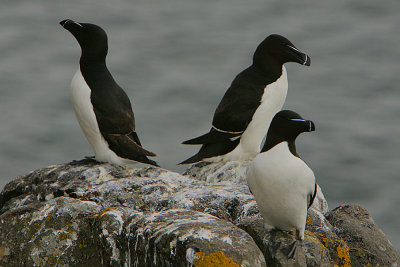 Razorbill group