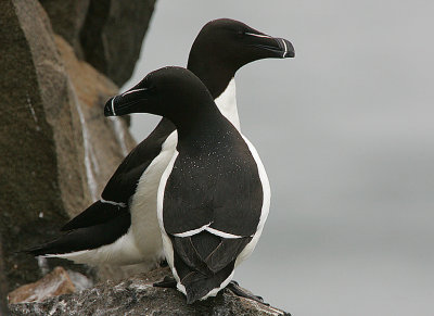 Razorbill pair